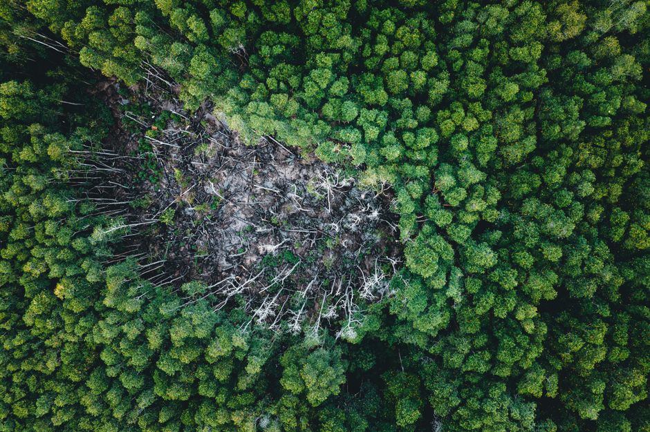 Philippines Pushes Private Funding for Forest Carbon Projects