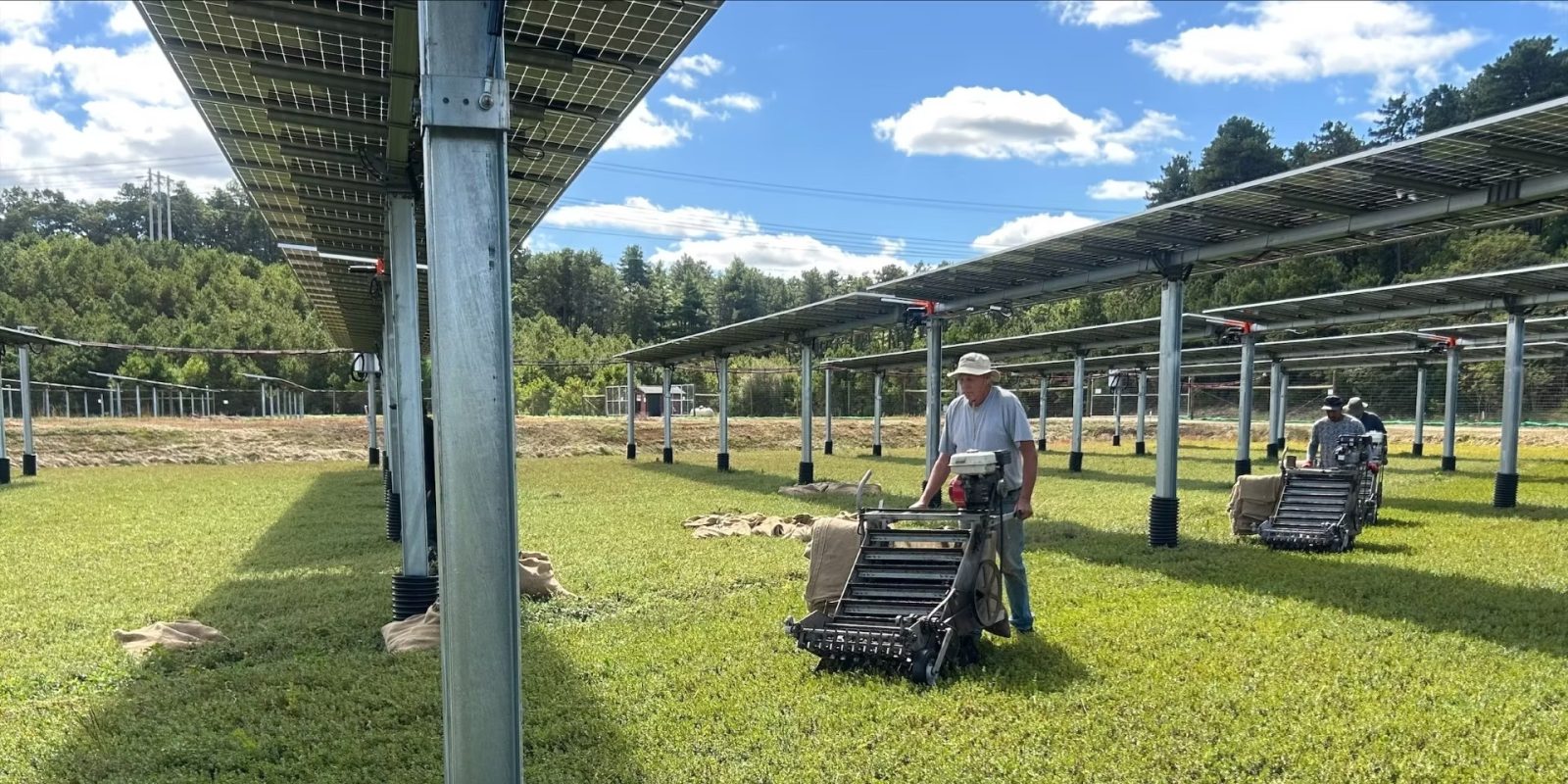 Solar Panels Give Massachusetts Cranberry Bogs a Second Life