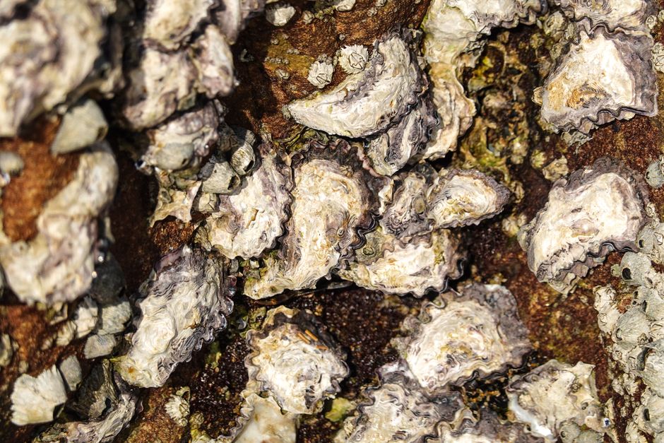 Austernriffe und Wasserqualität: Eine Restaurierungsgeschichte aus Cape Cod